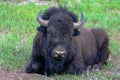 Bison resting in Grand Teton National Park in Jackson Hole, Wyoming. Royalty Free Stock Photo