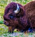 Bison resting in the grasslands along the the Madison River in Yellowstone National Park