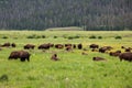 Bison Resting and Grazing in a Meadow Royalty Free Stock Photo