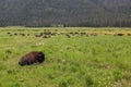 Bison Resting and Grazing in a Meadow Royalty Free Stock Photo