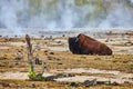 Bison resting on grounds of basin in Yellowstone surrounded by sulfuric steam