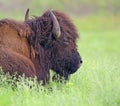 Bison grazing in Oklahoma Royalty Free Stock Photo