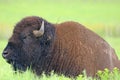 Bison grazing in Oklahoma Royalty Free Stock Photo