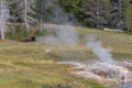 Bison resting in a steam cloud on the shore of the Firehole River