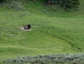 Bison Rests In Wallow On A Grassy Hill Side Royalty Free Stock Photo