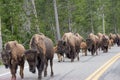 Bison on the Road Again