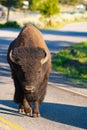 The bison on the road in Yellowstone National Park, Wyoming. USA