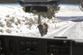 Bison on roadside from inside tour bus in Yellowstone National P Royalty Free Stock Photo