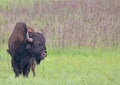 Bison grazing in Oklahoma Royalty Free Stock Photo