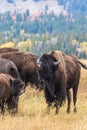 Bison Rutting in Autumn