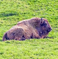 Bison