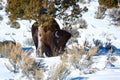 Bison scratching against tree in snow