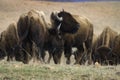 Bison scuffle