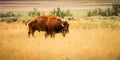 Bison seen on Antelope Island Royalty Free Stock Photo