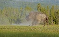 Bison shakes dust from his body. Royalty Free Stock Photo