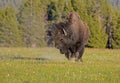 Bison shaking off the dust from a roll.