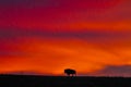 Bison silhouette, red sky sunrise Royalty Free Stock Photo