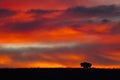 Bison silhouette at sunrise Royalty Free Stock Photo