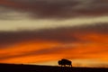 Bison silhouette at sunrise Royalty Free Stock Photo