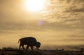 Bison Silhouetted at Sunrise in Yellowstone National Park Royalty Free Stock Photo