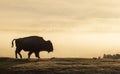 Bison Silhouetted at Sunrise in Yellowstone National Park in Spring Royalty Free Stock Photo