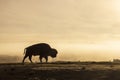 Bison Silhouetted at Sunrise in Yellowstone National Park Wyoming Royalty Free Stock Photo