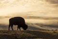 Bison Silhouetted at Sunrise in Yellowstone National Park Wyoming Royalty Free Stock Photo