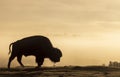 Bison Silhouetted at Sunrise in Yellowstone National Park Wyoming in Spring Royalty Free Stock Photo