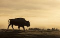 Bison Silhouetted at Sunrise in Yellowstone National Park Wyoming in Spring Royalty Free Stock Photo