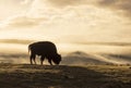 Bison at Sunrise in Yellowstone National Park Wyoming Royalty Free Stock Photo