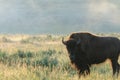 Bison Silhouttes at Dawn