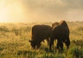 Bison Silhouttes at Dawn