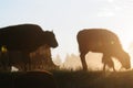 Bison Silhouttes at Dawn