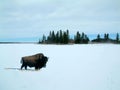 Bison in the snow