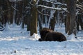 Bison in snow-covered Russia Prioksko-Terrasny nature reserve. Royalty Free Stock Photo