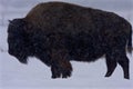 Bison in Snow  806575 Royalty Free Stock Photo