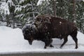 Bison in a snowstorm.