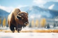 bison with snowy backdrop on a chilly day