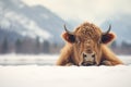 bison with snowy backdrop on a chilly day