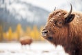 bison with snowy backdrop on a chilly day