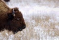 Bison on snowy prairie