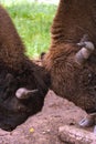 Bison Sparring Royalty Free Stock Photo