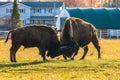 Bison sparring in autumn Royalty Free Stock Photo