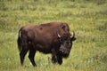 Bison Standing Alone in a Large Grass Field