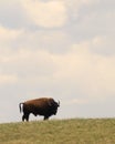 Bison standing in field