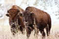 Bison standing in a field during fall, Grand Teton National Park, Wyoming Royalty Free Stock Photo