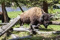 Bison standing near logs in Yellowstone