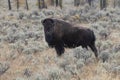 bison standing in sagebrush on hill with trees