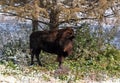 Bison standing under a tree covered with a light snow Royalty Free Stock Photo