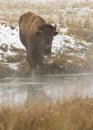 Bison standing at warm spring with fog